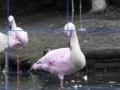 Oyunu Flamants Roses Puzzle