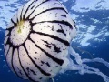 Oyunu Ocean jellyfish puzzle