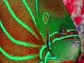 Oyunu Flat fluorescent fish slide puzzle