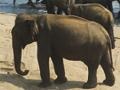 Oyunu Elephants Bathing