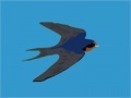 Oyunu Swallow catcher