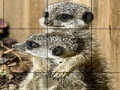 Oyunu Sissy animals slide puzzle