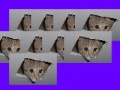 Oyunu Ceiling Cat Invaders