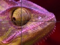 Oyunu Purple Chameleon: Slider Puzzle