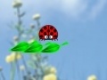 Oyunu ladybug