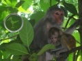 Oyunu Hidden Animals: Baby Monkeys