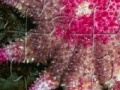 Oyunu Staefish Jigsaw