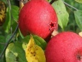 Oyunu Apples Time Hidden Stars