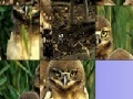 Oyunu Owls slide puzzle