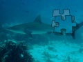 Oyunu Shark Puzzle