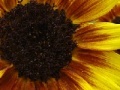 Oyunu Harvest Sunflower Jigsaw