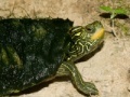 Oyunu Map Turtle Jigsaw
