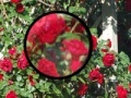 Oyunu Rose Garden Hidden Numbers