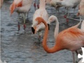 Oyunu Flamingo