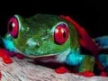 Oyunu Two brave frogs puzzle