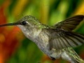 Oyunu Hummingbird