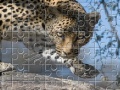 Oyunu Leopard Jigsaw Puzzle