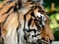 Oyunu Sumatran Tiger Jigsaw