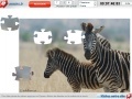 Oyunu Zebras Jigsaw