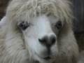 Oyunu Alpaca Slider