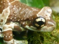Oyunu Amphibians Hidden Images