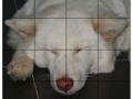 Oyunu Pet Puzzle