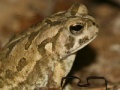 Oyunu Fowler's Toad Jigsaw Puzzle