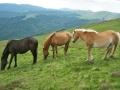 Oyunu Jigsaw Three of Horses