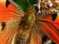 Oyunu Butterflies Hidden Images