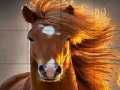 Oyunu Wild big horse slide puzzle