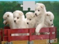 Oyunu Puppies Puzzle