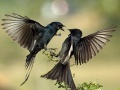 Oyunu Two Birds Jigsaw Puzzle
