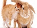 Oyunu Cute cat and rabbit slide puzzle