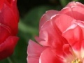 Oyunu Tulip Jigsaw Puzzle