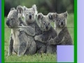 Oyunu Four koala slide puzzle