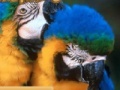 Oyunu Parrots Sliding Puzzle