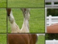 Oyunu Clydesdale Horse Slider Puzzle