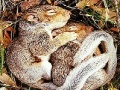 Oyunu Sleepy squirrels slide puzzle
