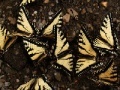 Oyunu Butterflies Slider