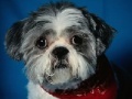 Oyunu Dog Jigsaw -2