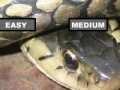 Oyunu Garter Snake Jigsaw Puzzle