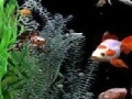 Oyunu Jigsaw: fish