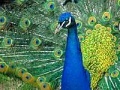 Oyunu Puzzles Peacock