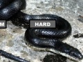Oyunu Black Rat Snake Jigsaw Puzzle