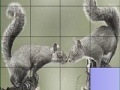Oyunu Squirrels in love