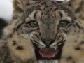 Oyunu Snow Leopard Slider