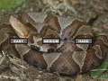Oyunu Puzzle Copperhead