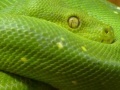 Oyunu Snakes hidden images