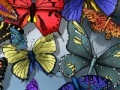 Oyunu Find the spot butterflies