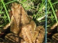 Oyunu Frogs Differences